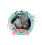 うちのロップ（個別スタンプ：4）