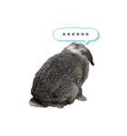 うちのロップ（個別スタンプ：8）