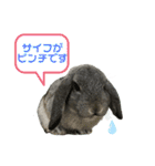 うちのロップ（個別スタンプ：15）