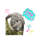 うちのロップ（個別スタンプ：16）