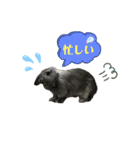 うちのロップ（個別スタンプ：22）