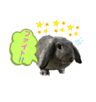 うちのロップ（個別スタンプ：23）
