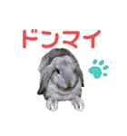 うちのロップ（個別スタンプ：28）
