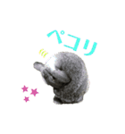 うちのロップ（個別スタンプ：30）