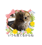 テトラちゃん❣️（個別スタンプ：6）