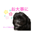 チワマルのユヅちゃん（個別スタンプ：16）