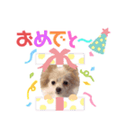ポメチロルンちゃん（個別スタンプ：6）