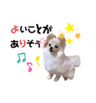 ポメチロルンちゃん（個別スタンプ：7）