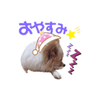 ポメチロルンちゃん（個別スタンプ：8）