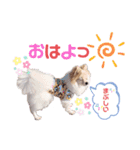 ポメチロルンちゃん（個別スタンプ：11）
