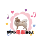 ポメチロルンちゃん（個別スタンプ：22）