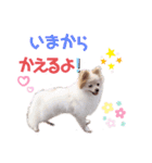 ポメチロルンちゃん（個別スタンプ：23）
