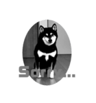 cool黒柴（個別スタンプ：4）