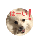 ポメちゃんの会話2（個別スタンプ：1）