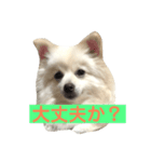 ポメちゃんの会話2（個別スタンプ：3）