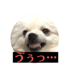 ポメちゃんの会話2（個別スタンプ：8）