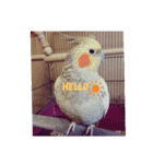 オカメインコパールスタンプ（個別スタンプ：1）
