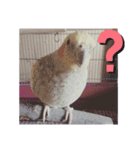 オカメインコパールスタンプ（個別スタンプ：2）