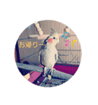 オカメインコパールスタンプ（個別スタンプ：5）
