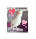 オカメインコパールスタンプ（個別スタンプ：6）