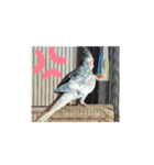 オカメインコパールスタンプ（個別スタンプ：7）