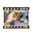 ねこさぶ2（個別スタンプ：4）