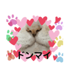 ねこさぶ2（個別スタンプ：5）
