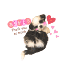 シーズー犬❁こむぎ（個別スタンプ：1）