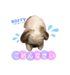 シーズー犬❁こむぎ（個別スタンプ：2）