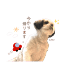 シーズー犬❁こむぎ（個別スタンプ：5）