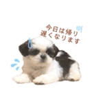 シーズー犬❁こむぎ（個別スタンプ：6）