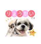 シーズー犬❁こむぎ（個別スタンプ：7）