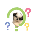 シーズー犬❁こむぎ（個別スタンプ：8）