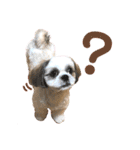 シーズー犬❁こむぎ（個別スタンプ：11）