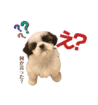 シーズー犬❁こむぎ（個別スタンプ：12）