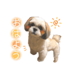 シーズー犬❁こむぎ（個別スタンプ：13）