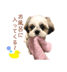 シーズー犬❁こむぎ（個別スタンプ：15）