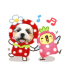 シーズー犬❁こむぎ（個別スタンプ：17）