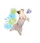 シーズー犬❁こむぎ（個別スタンプ：19）