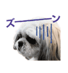 シーズー犬❁こむぎ（個別スタンプ：20）
