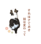 シーズー犬❁こむぎ（個別スタンプ：21）