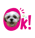 シーズー犬❁こむぎ（個別スタンプ：22）