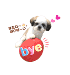 シーズー犬❁こむぎ（個別スタンプ：25）