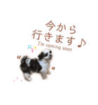シーズー犬❁こむぎ（個別スタンプ：26）