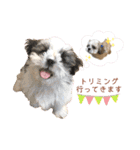 シーズー犬❁こむぎ（個別スタンプ：27）