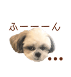 シーズー犬❁こむぎ（個別スタンプ：28）