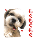シーズー犬❁こむぎ（個別スタンプ：29）