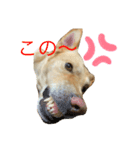 うちの犬ジョン2（個別スタンプ：1）