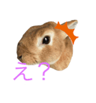 うちの犬ジョン2（個別スタンプ：2）