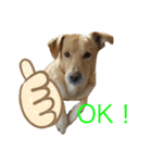 うちの犬ジョン2（個別スタンプ：4）
